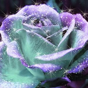 Meet your Posher, Lexi